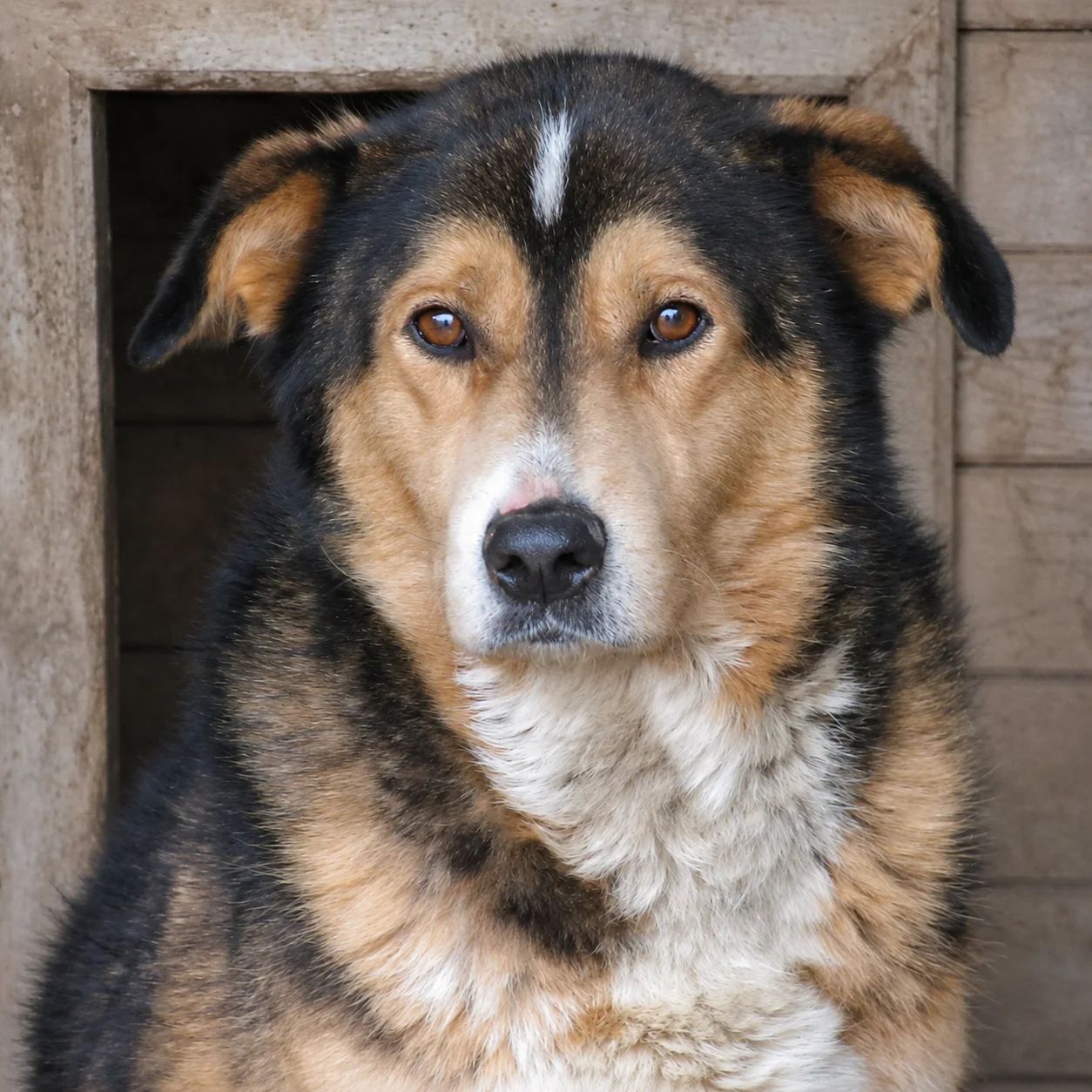 Merlin