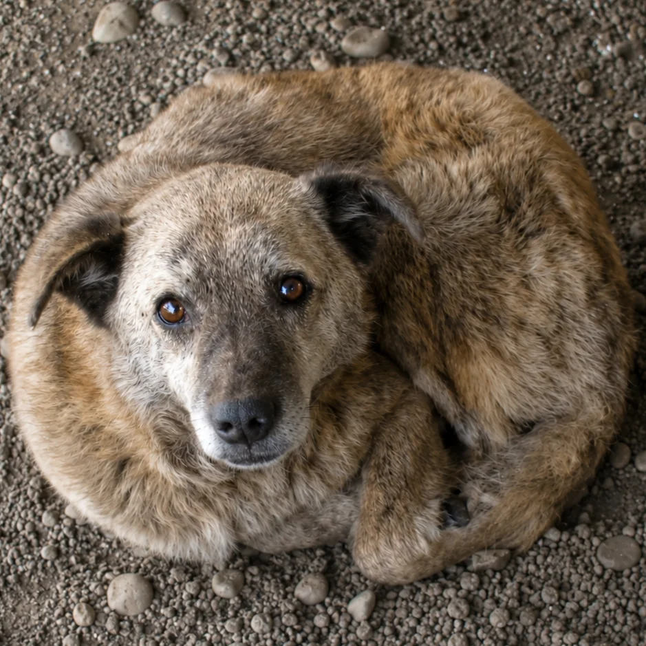 Tamaro