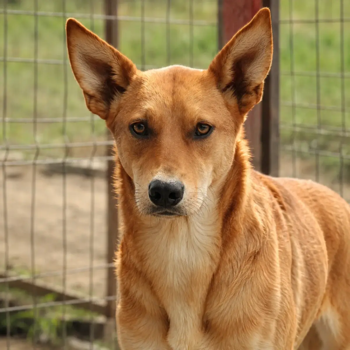 Foxi