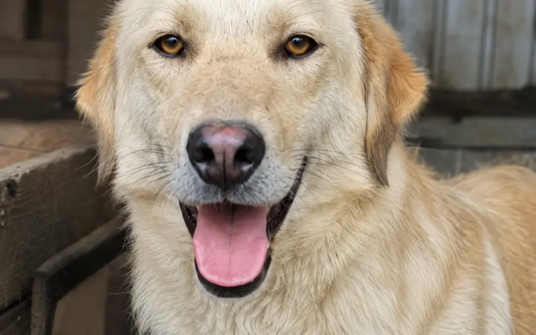 Maxi