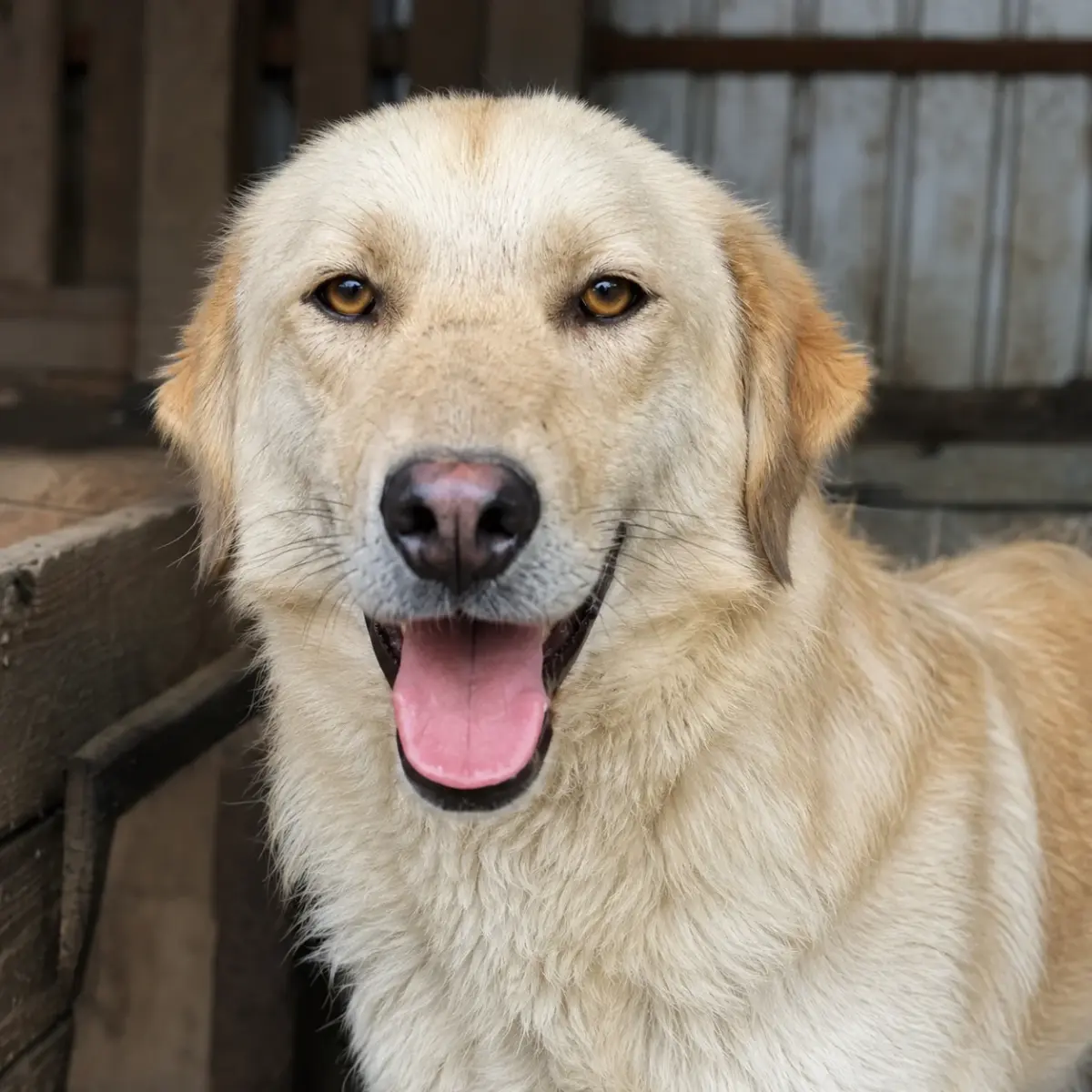 Maxi