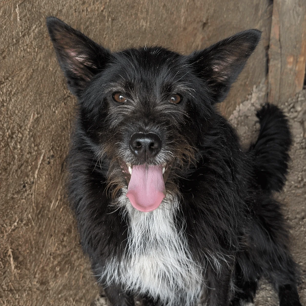 Zorro