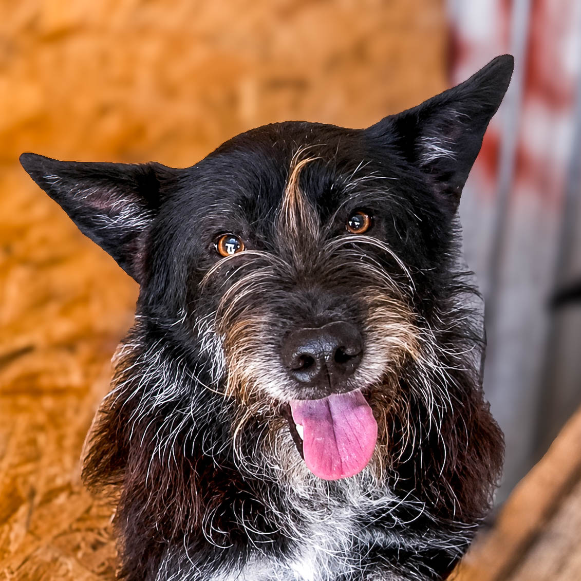 Zorro