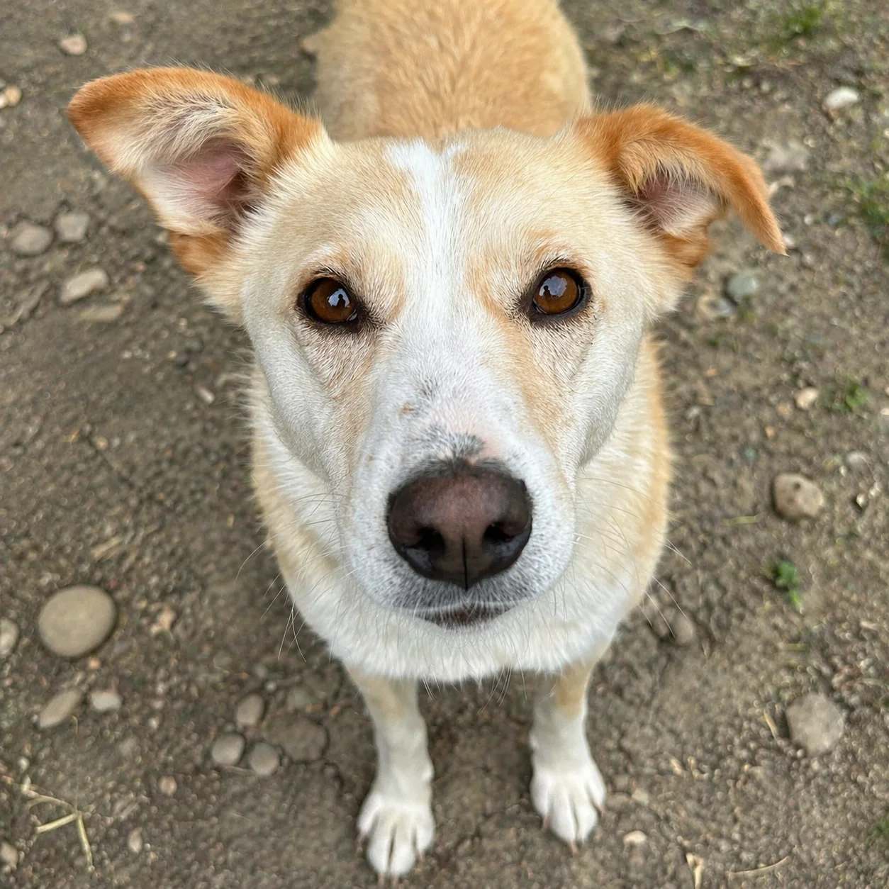 Elfie