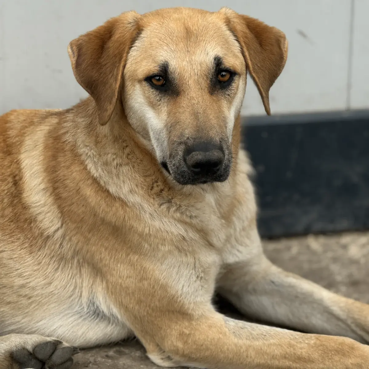 Hugo