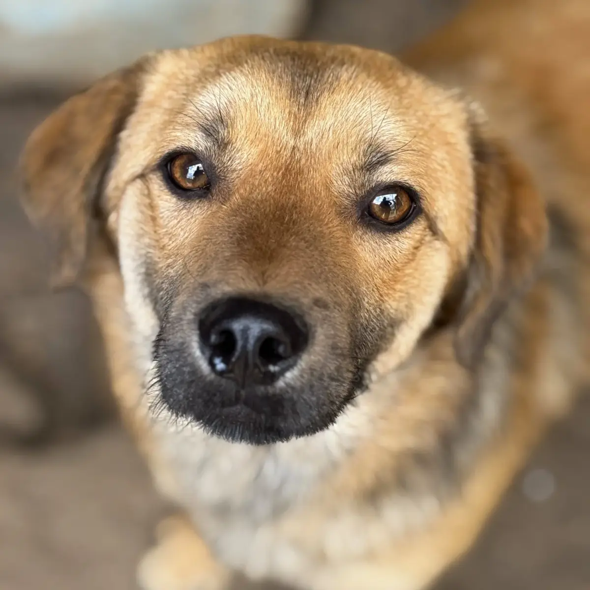 Koba