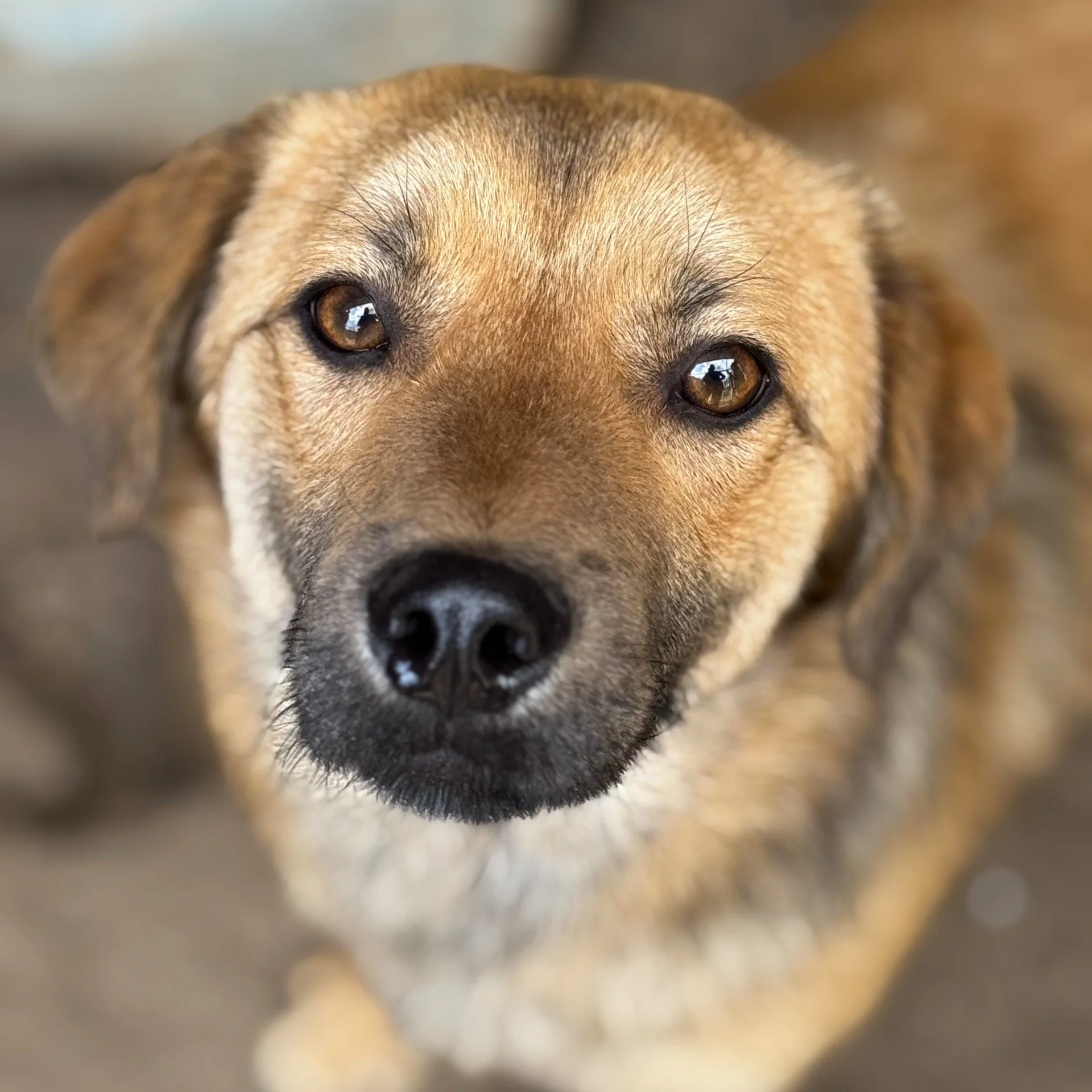 Koba
