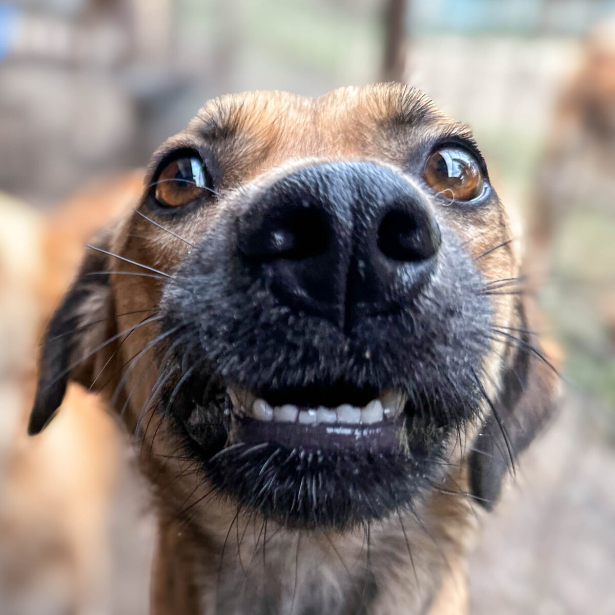 Koba