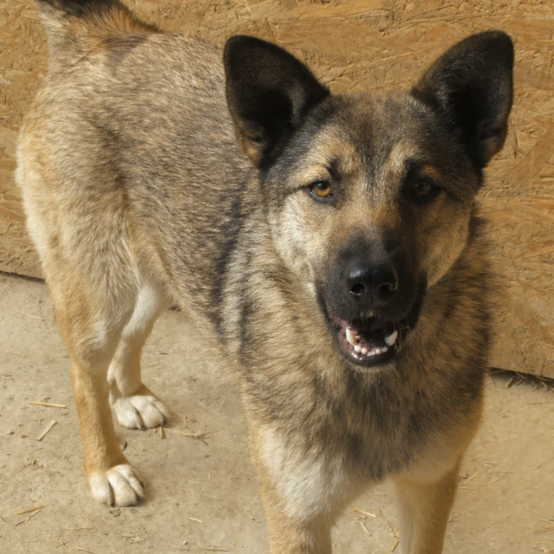 Nalani