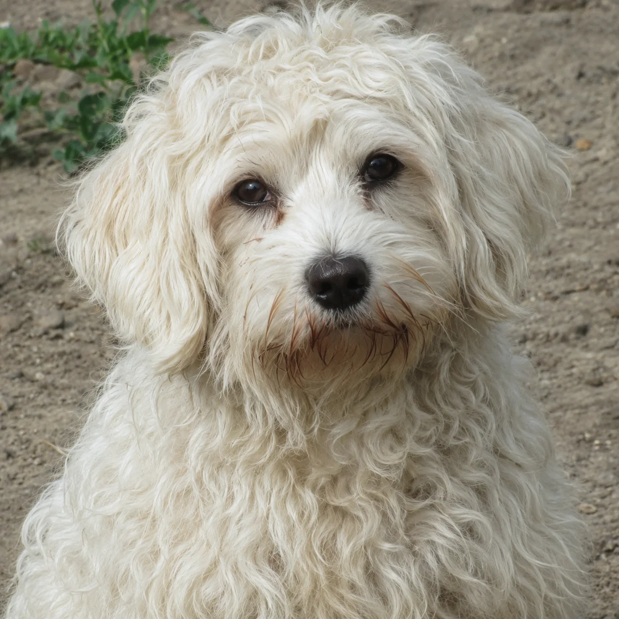 Kira Profilbild