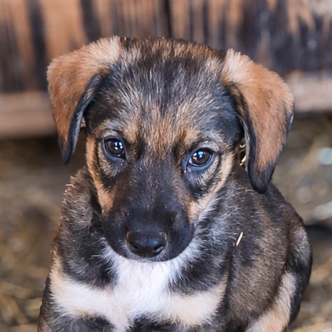 Benji