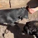 Nanook - September 2025