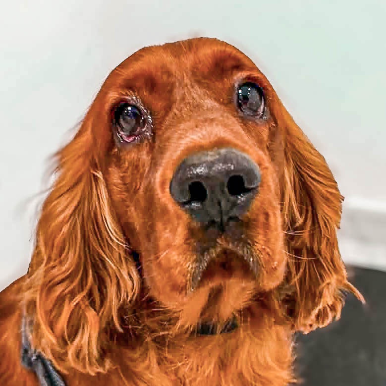 Jasper