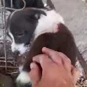 Gerettet! Aus zwei ängstlichen Hunden werden fröhliche kleine Hundemädchen
