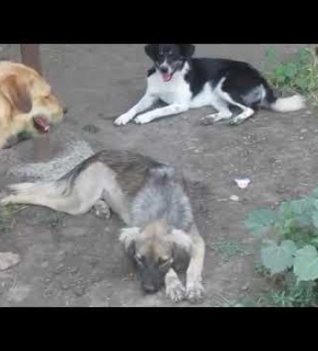 Ginny, Ginger, Aria, Anton, Calla, Fetita und Poppy - Juli 2024 Ginny, Ginger, Aria, Anton, Calla, Fetita und Poppy - Juli 2024