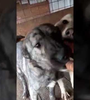 Maxi und Lola - Januar 2024 Maxi und Lola - Januar 2024