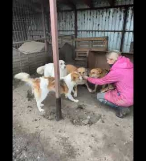 Louie, Thies, Sallie und Foxi - Mai 2025 Louie, Thies, Sallie und Foxi - Mai 2025