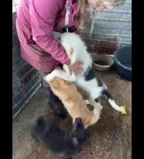 Oreo, Lexie und Beky - Mai 2025 Oreo, Lexie und Beky - Mai 2025