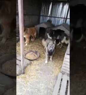 Willi, Neo, Nicki, Lina, Deike, Rusty, Nala - März 2022 Willi, Neo, Nicki, Lina, Deike, Rusty, Nala - März 2022