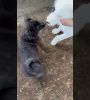 Oreo, Beky und Lexie - Mai 2025 Oreo, Beky und Lexie - Mai 2025