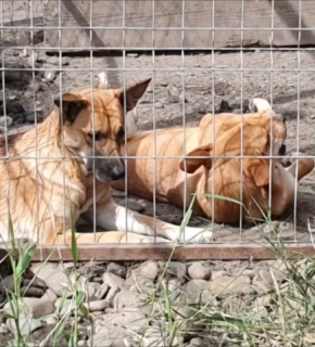 Foxi - September 2022 Foxi - September 2022