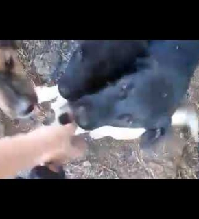 Pinot, Ramon, Brady, Baluk und Moana - Juni 2024 Pinot, Ramon, Brady, Baluk und Moana - Juni 2024