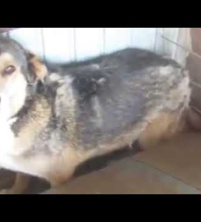 Merlin - Juni 2022 Merlin - Juni 2022