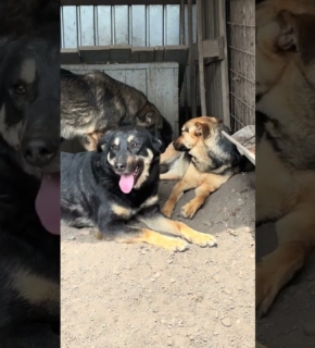 Fritzi, Bella und Micky - Mai 2025 Fritzi, Bella und Micky - Mai 2025