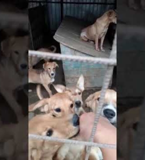 Akame, Nisha, Tara, Rocky, Timmi, Balu - Oktober 2022 Akame, Nisha, Tara, Rocky, Timmi, Balu - Oktober 2022