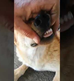April 2022 Foxi - April 2022
