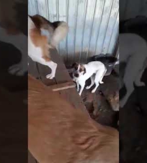 Dorie, Louie, Thies, Sunny, Foxi, Sallie - August 2022 Dorie, Louie, Thies, Sunny, Foxi, Sallie - August 2022