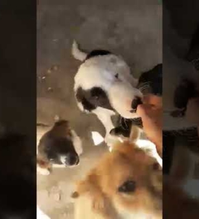 Oreo, Lexie, Beky und Noki - Juli 2025 Oreo, Lexie, Beky und Noki - Juli 2025