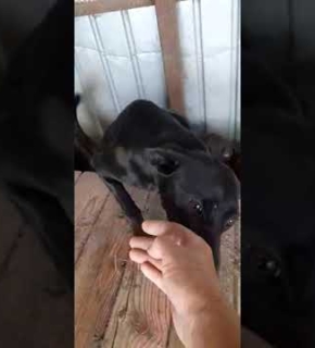 Diesel - September 2024 Diesel - September 2024
