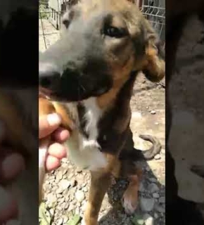 Nala - Juli 2021 Nala - Juli 2021