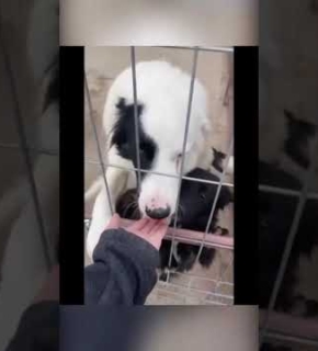 Oktober 2025 Oreo - Oktober 2025