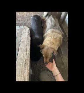 Juli 2026 Nanook - Juli 2026
