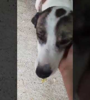 Trudy - August 2026