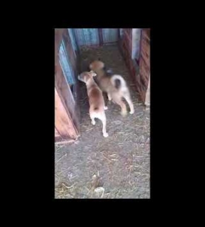 Benji - August 2026