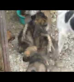 Mama Lija und ihre Welpen - April 2021