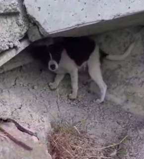 Unter der Brücke entdeckt: Schaffen wir es, diese beiden Hunde zu sichern?