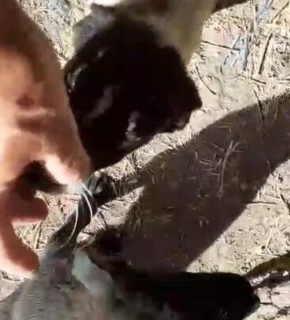 Sie haben es geschafft! Zwei kleine Kämpferinnen lassen sich endlich streicheln