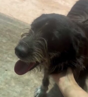 Zorro - Juli 2026
