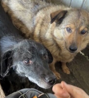 Juli 2026 Timbo und Nanook - Juli 2026