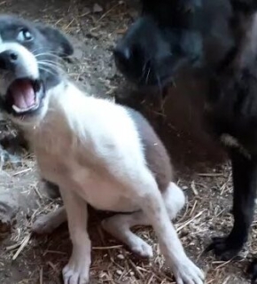 Gerettet! Aus zwei ängstlichen Hunden werden fröhliche kleine Hundemädchen